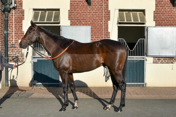 Retort (image Tattersalls)