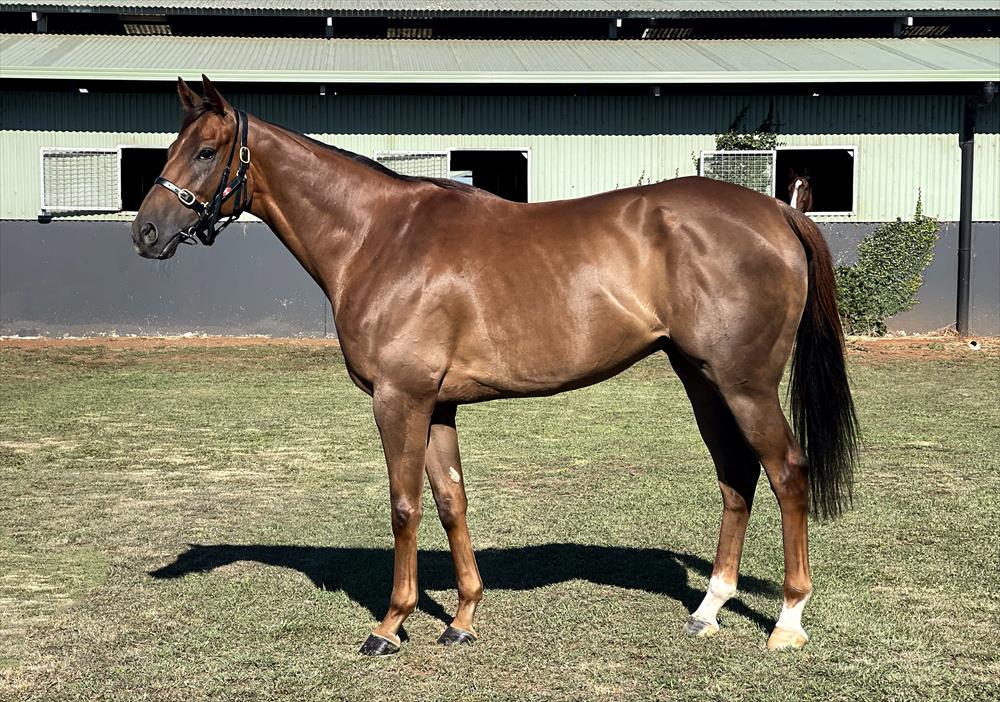 Hint Of Stars (IRE)